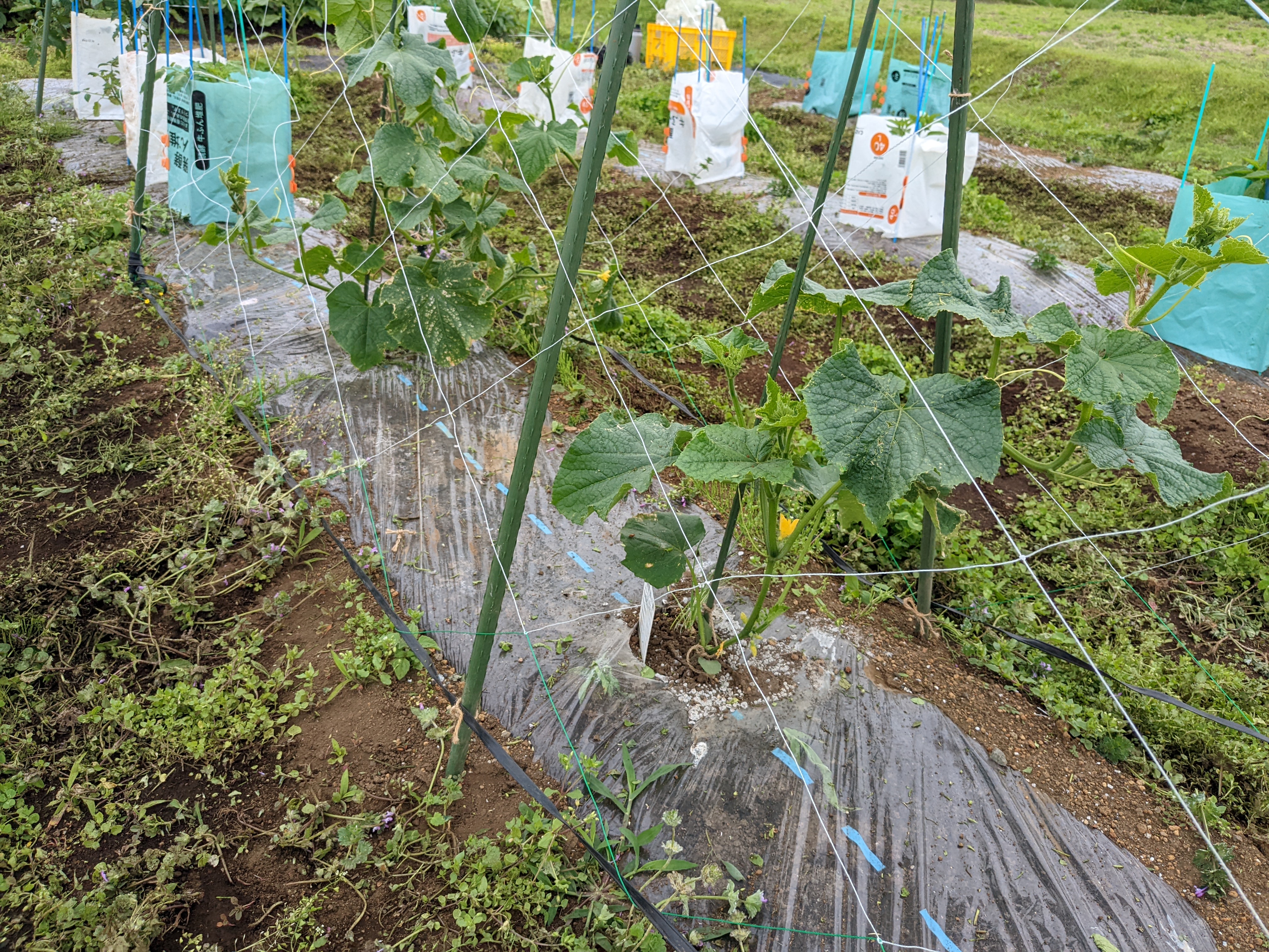 いおはら農園　愛川町角田のサブ写真３