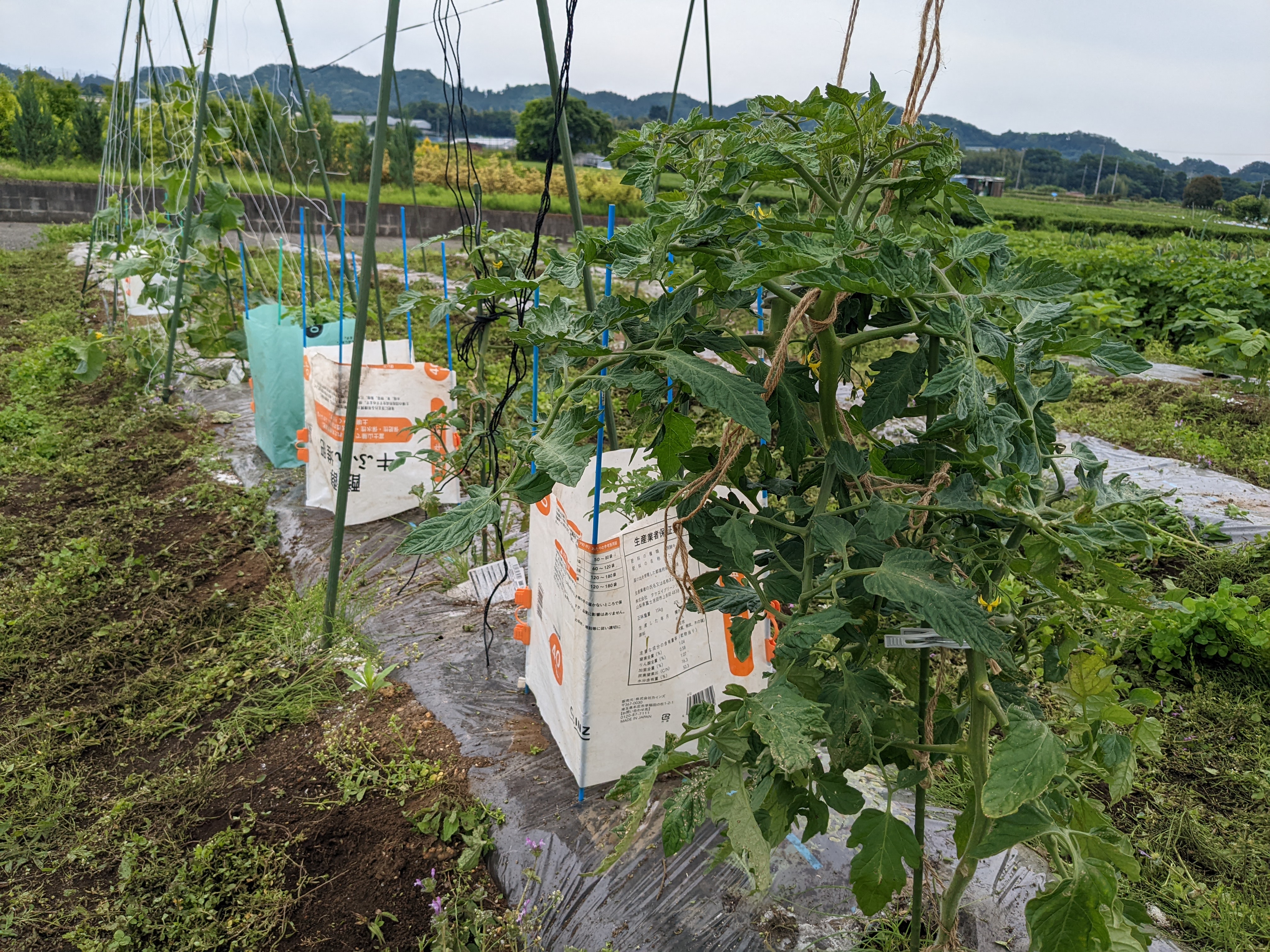 いおはら農園　愛川町角田のサブ写真４