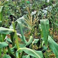 テスト農園のサブ写真５