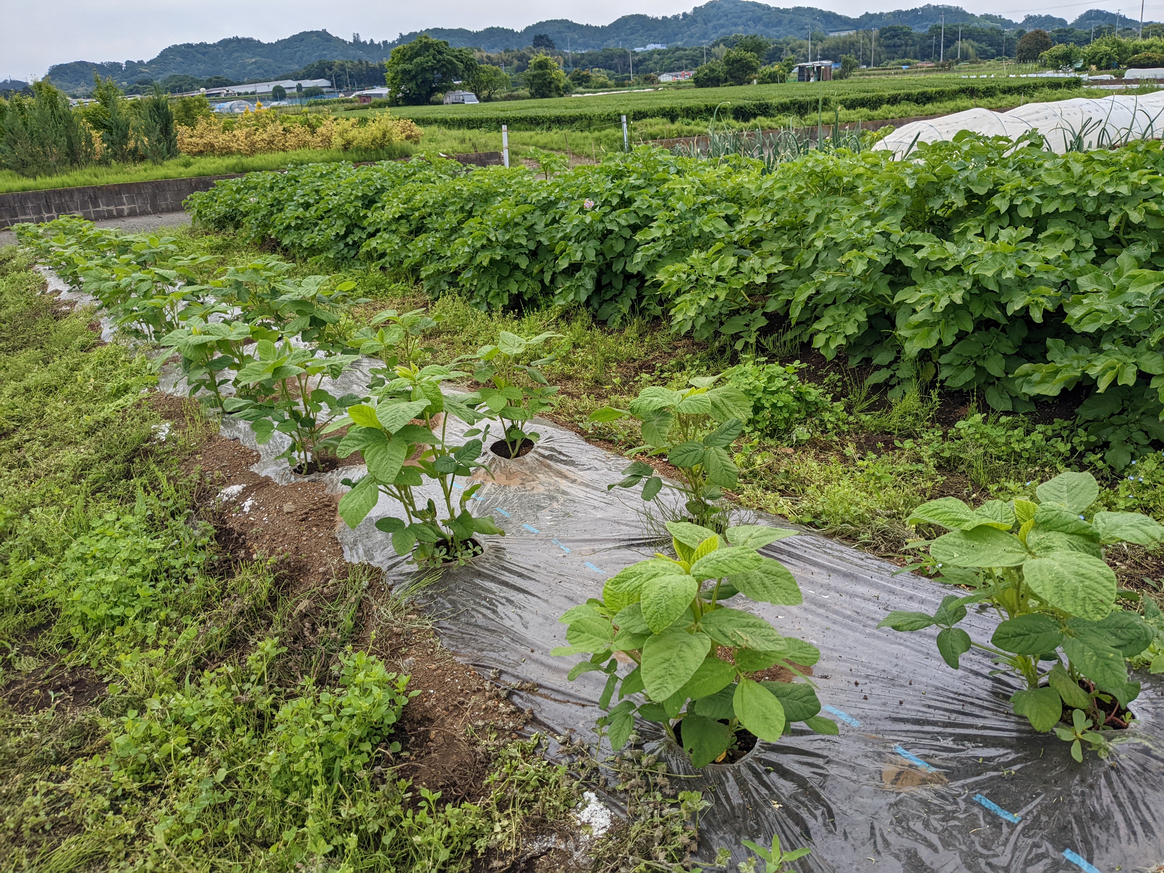 いおはら農園　愛川町角田のサブ写真５