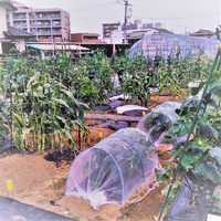 テスト農園のサブ写真６