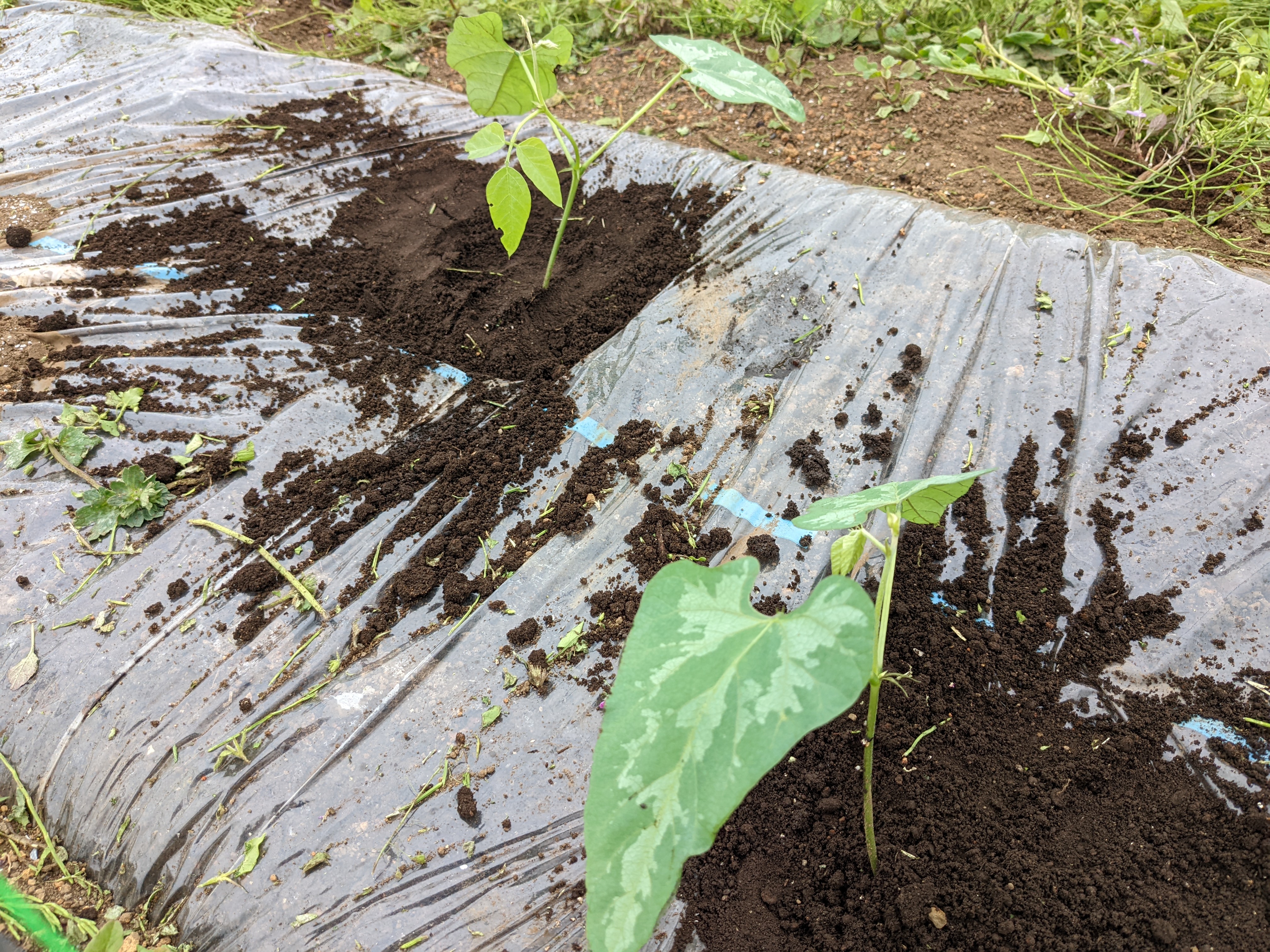 いおはら農園　愛川町角田のサブ写真６