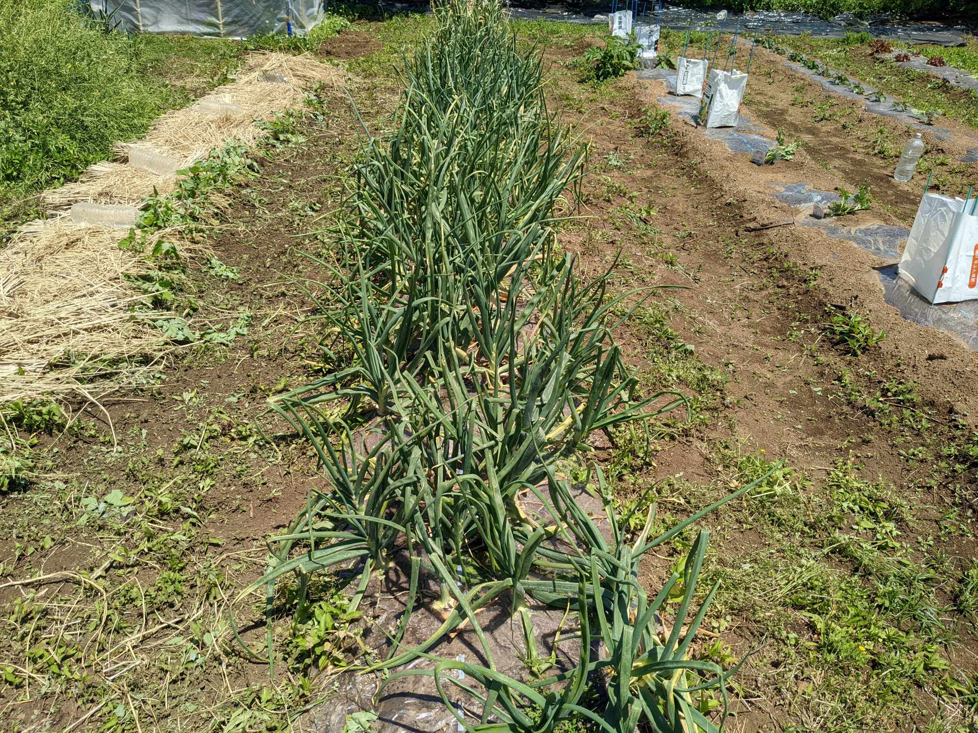 いおはら農園　愛川町角田のサブ写真７
