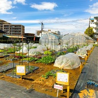 テスト農園のサブ写真８