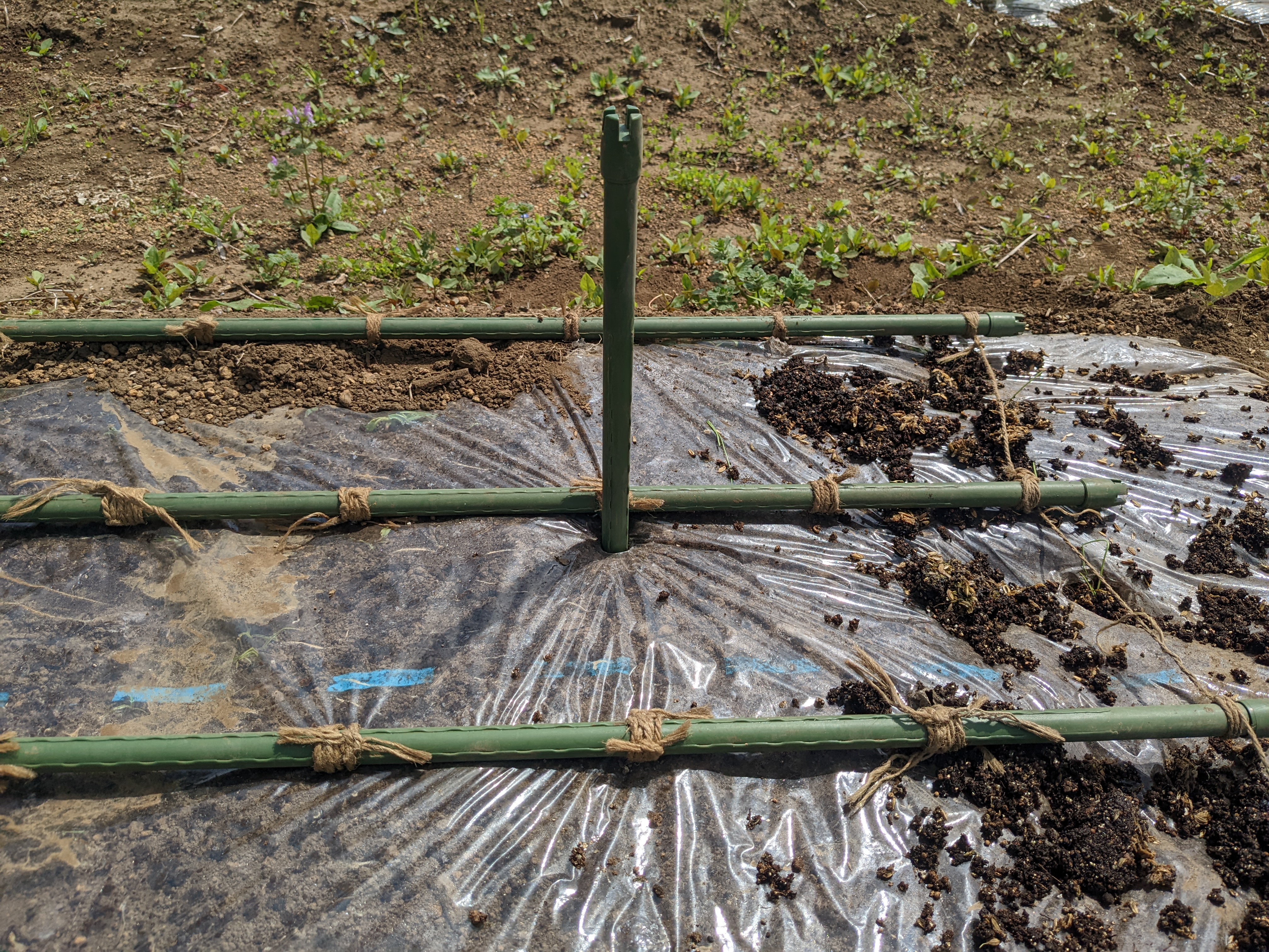 2ｍ近い、棒のイボ竹が刺さる程の畑です