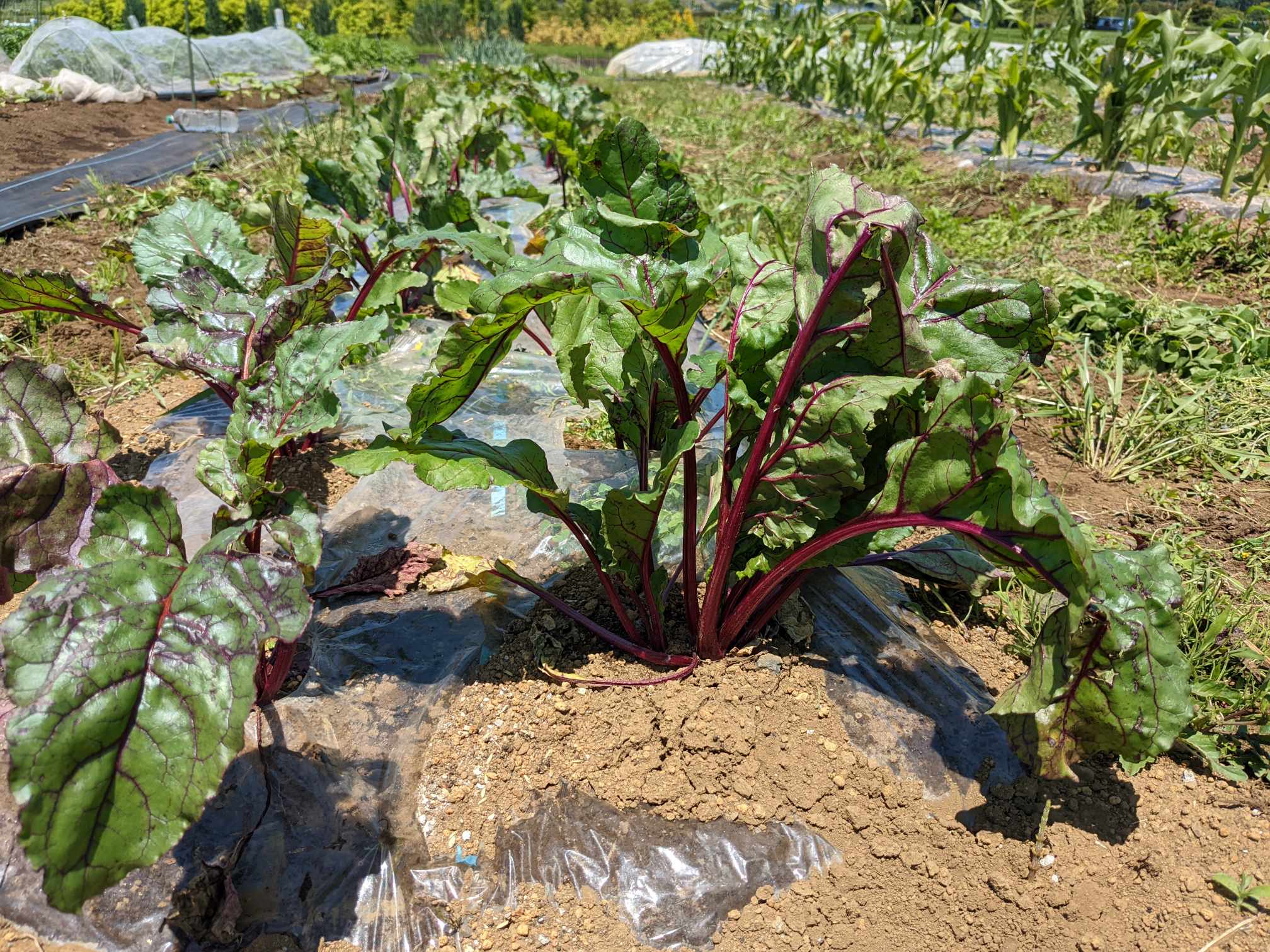 いおはら農園　愛川町角田