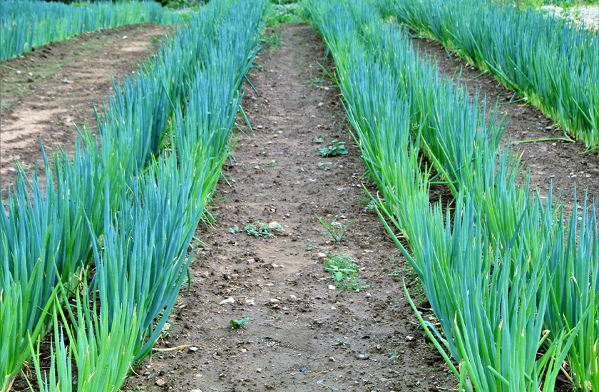 あぐりどあ なら複数畑情報の利用メニューを比較できる